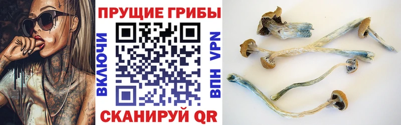 Галлюциногенные грибы Psilocybine cubensis как найти наркотики Осташков